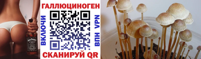 ссылка на мегу tor Севск Галлюциногенные грибы Psilocybine cubensis цена